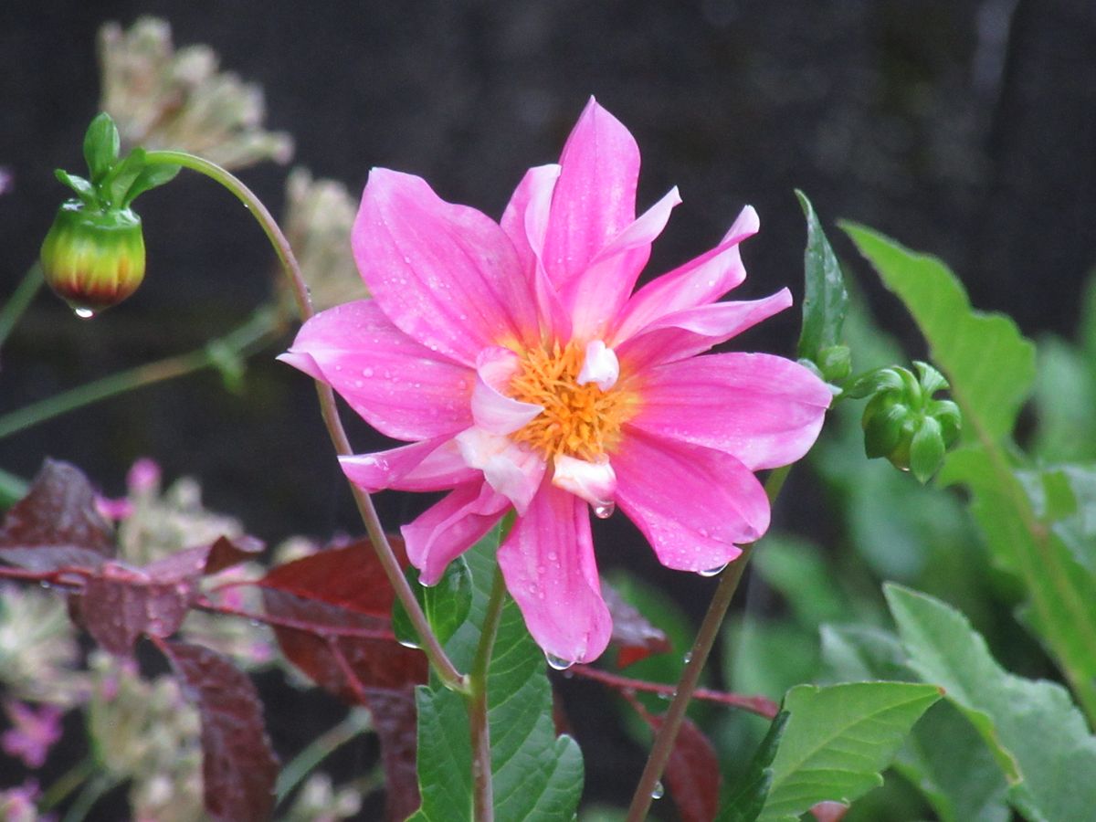 由愛(ゆめ)の花日記♪