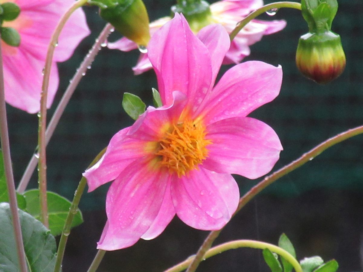 由愛(ゆめ)の花日記♪