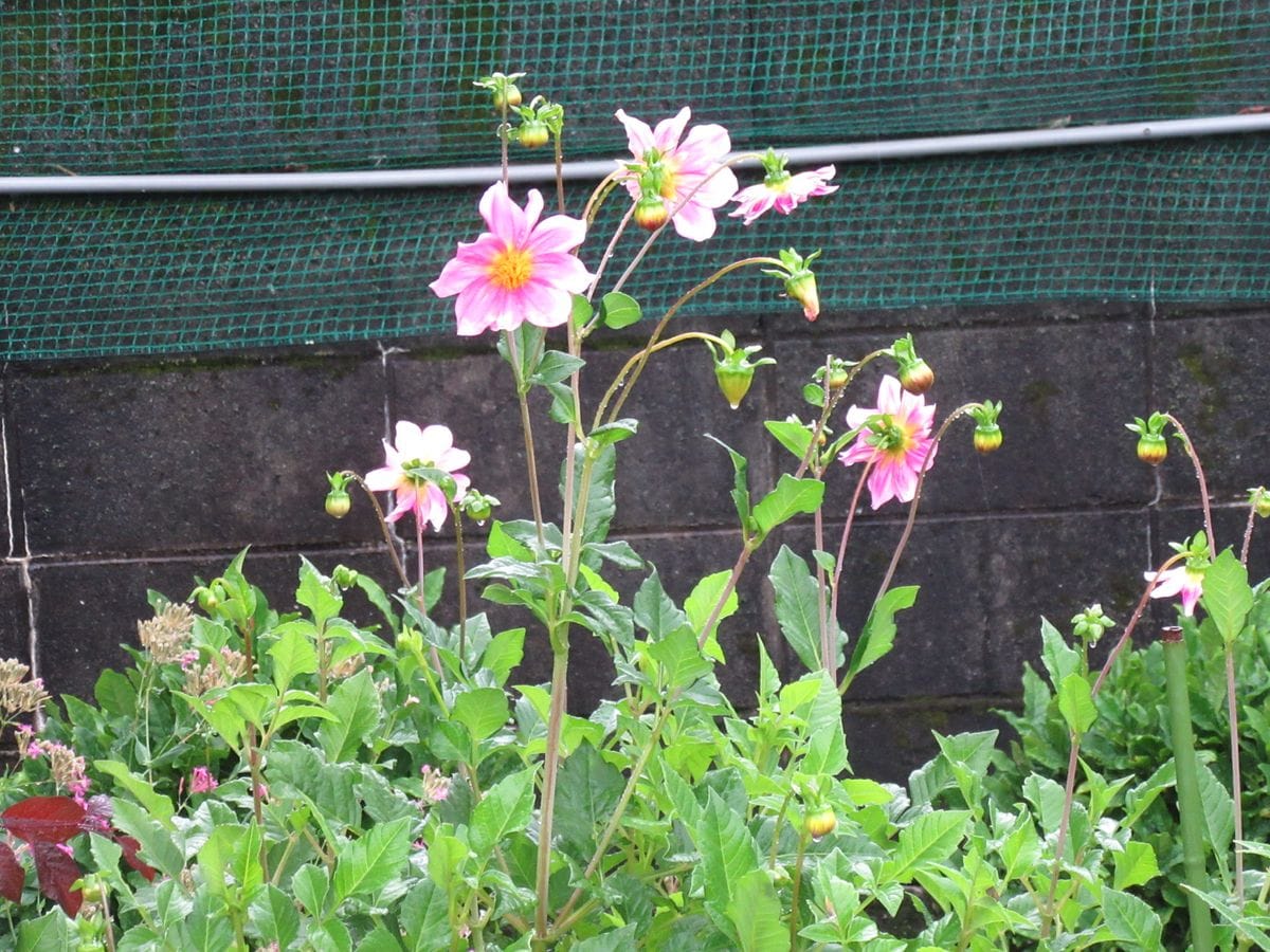 由愛(ゆめ)の花日記♪