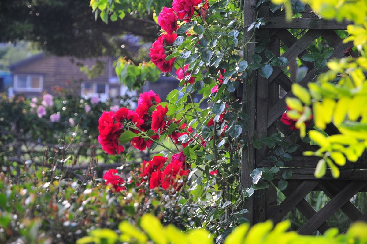 病気をすると赤い薔薇