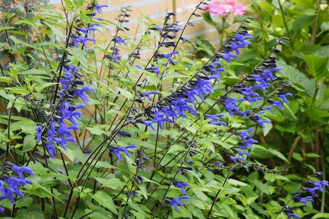 庭の花達（普通の花）