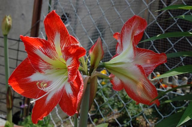 庭の花達（普通の花）