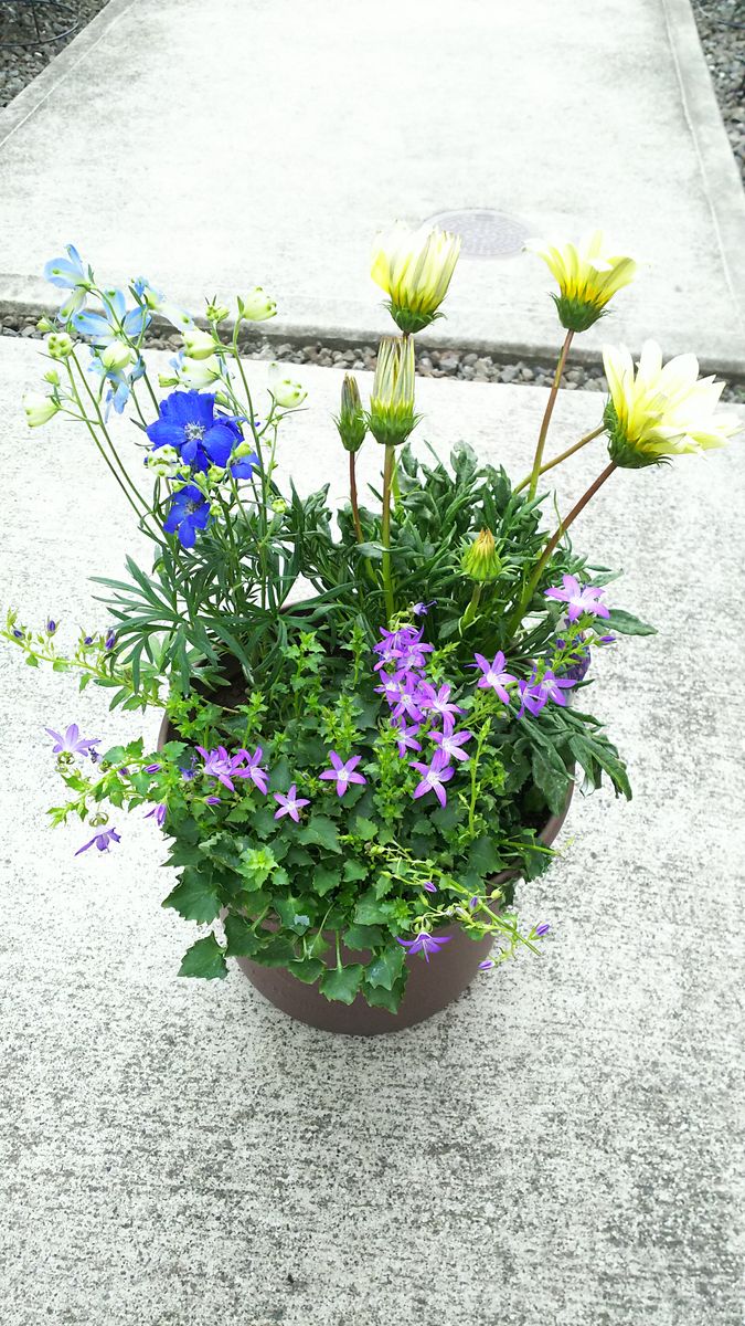 初めて育てるお花で寄せ植え