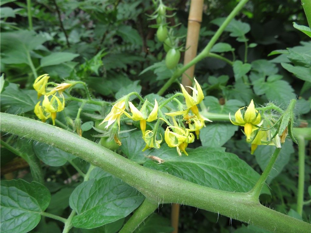 🌻今日の花たち🌻その53