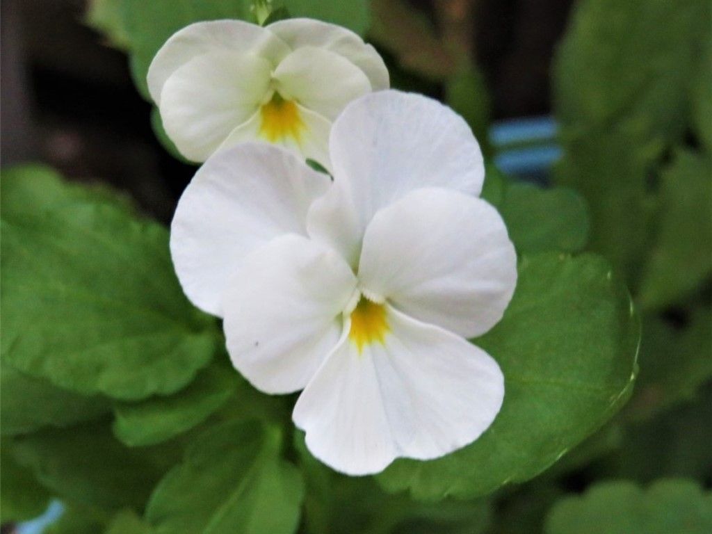 🌻今日の花たち🌻その53