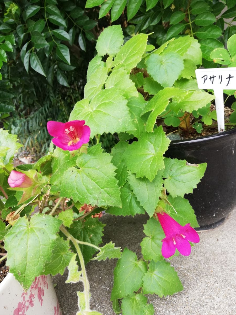 曇り空風もあり暑くない梅雨入り前の天気です。