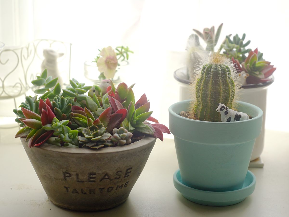 多肉植物・サボテンの植え替え