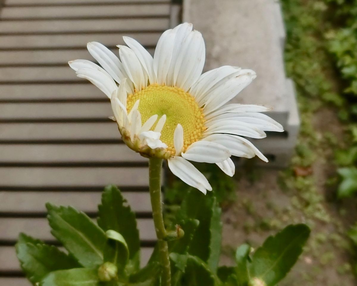 ハマギク・開花