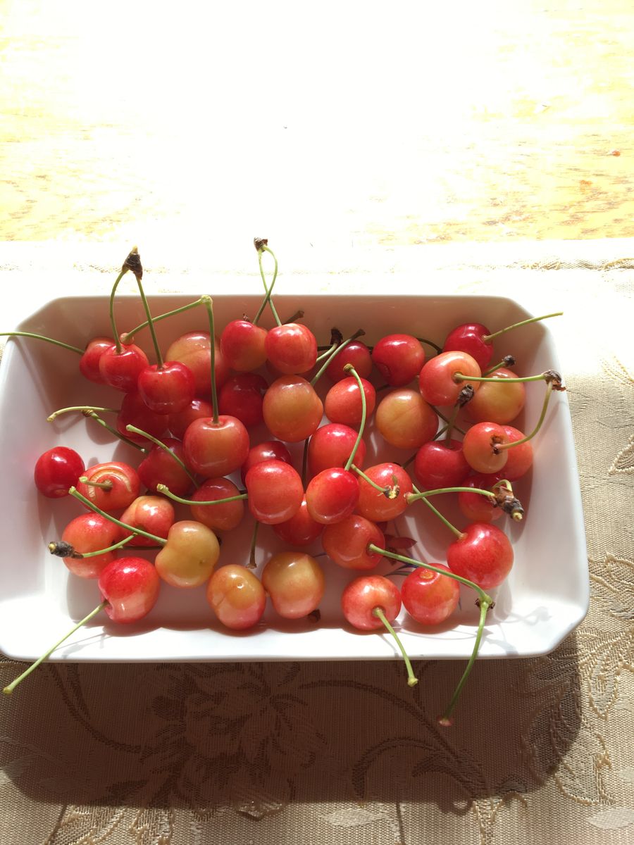 🍀さくらんぼ🍒初収穫🍀✨✨