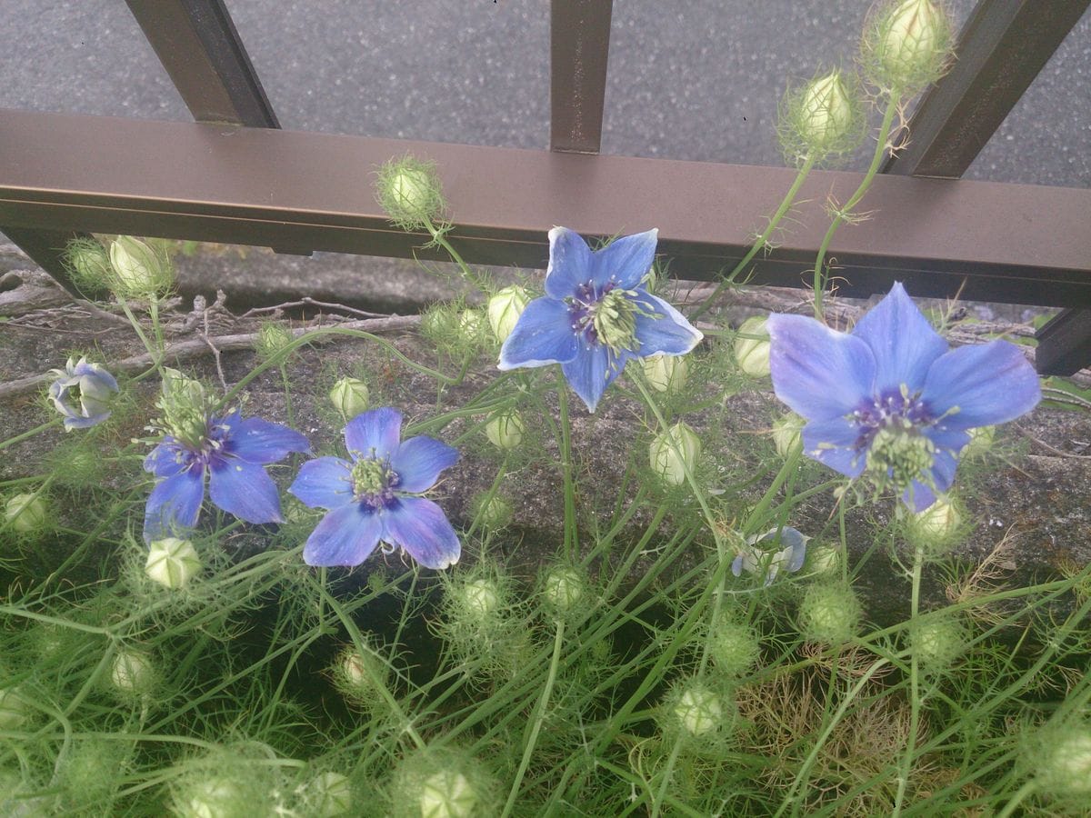 青い花５