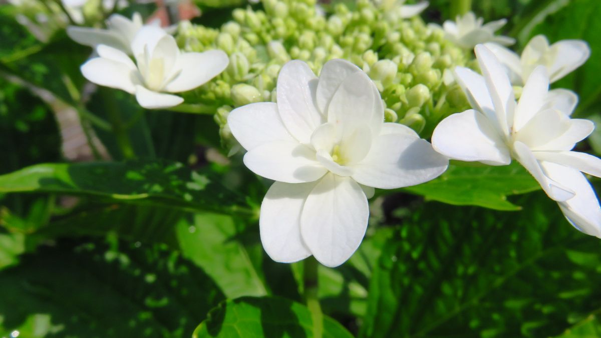 三種の紫陽花～装飾花比べ