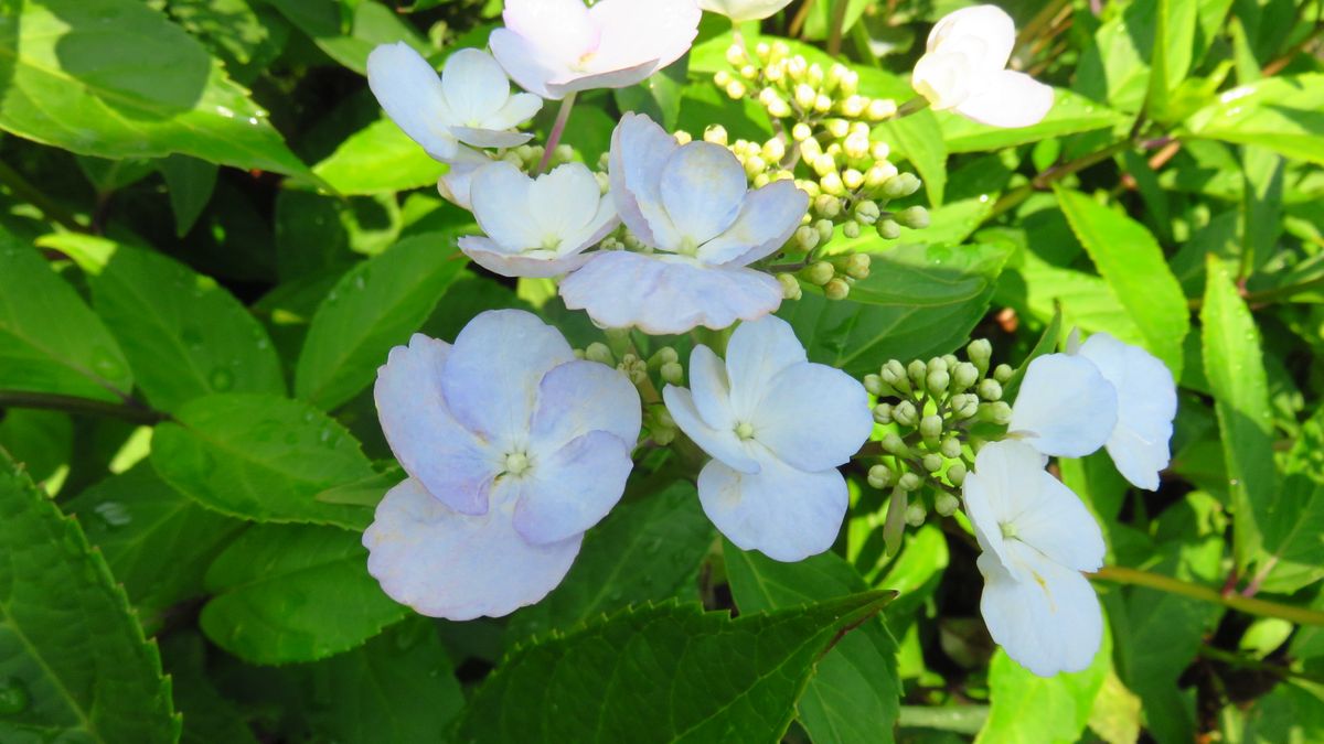 三種の紫陽花～装飾花比べ