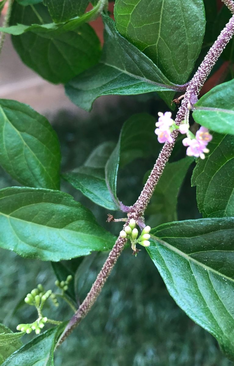 蕾と開花