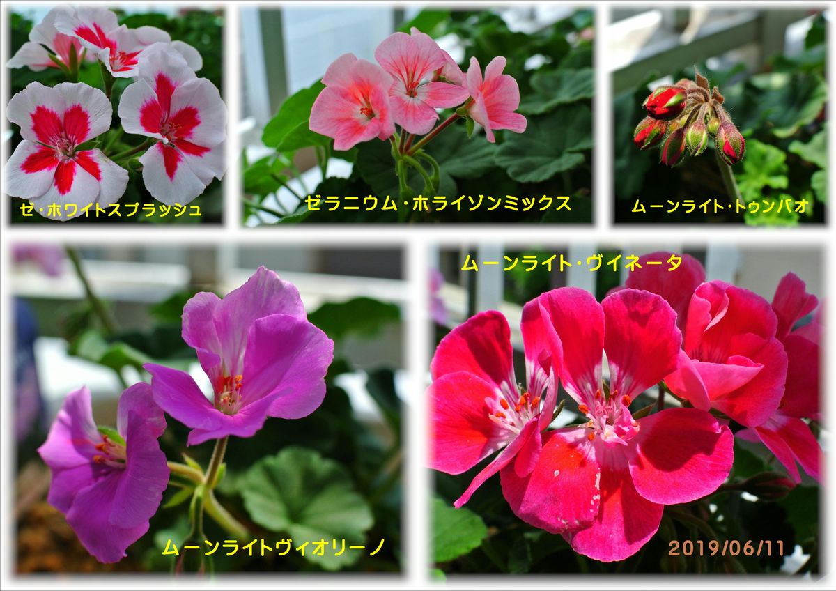 今日の花。(19/06/11) (^-^)