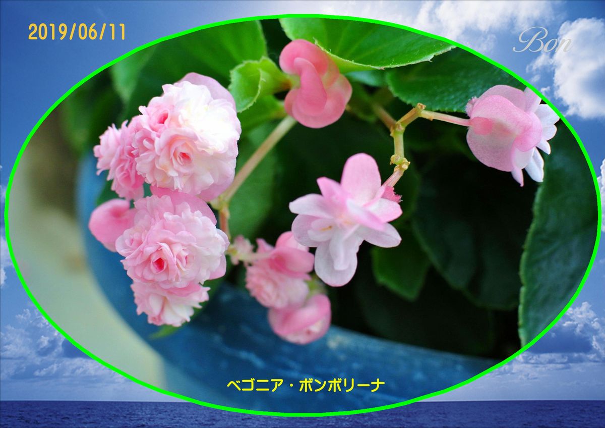 今日の花。(19/06/11) (^-^)