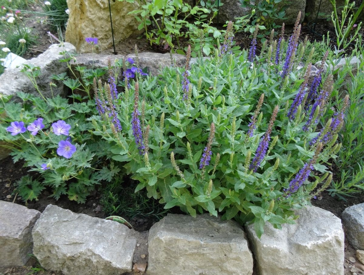 盛りの花