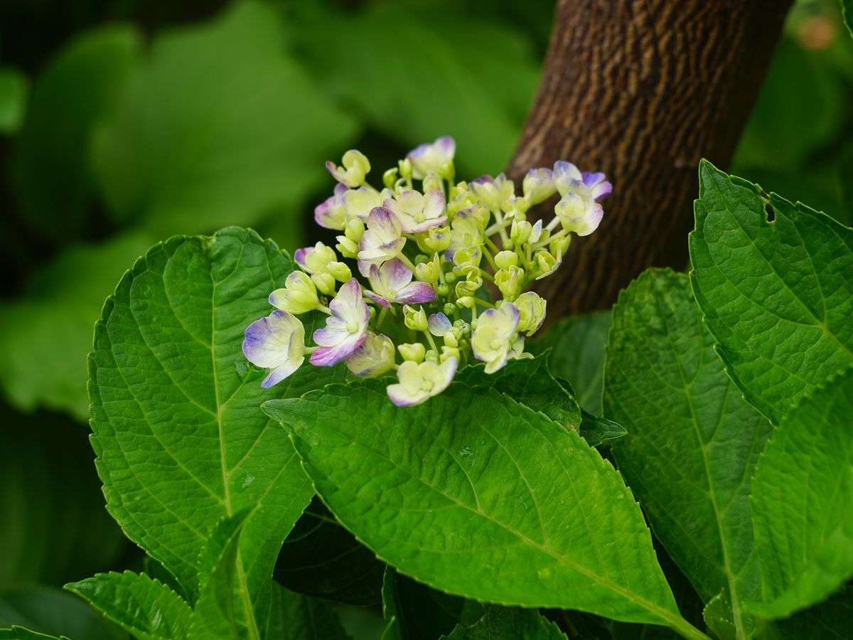 週末の紫陽花