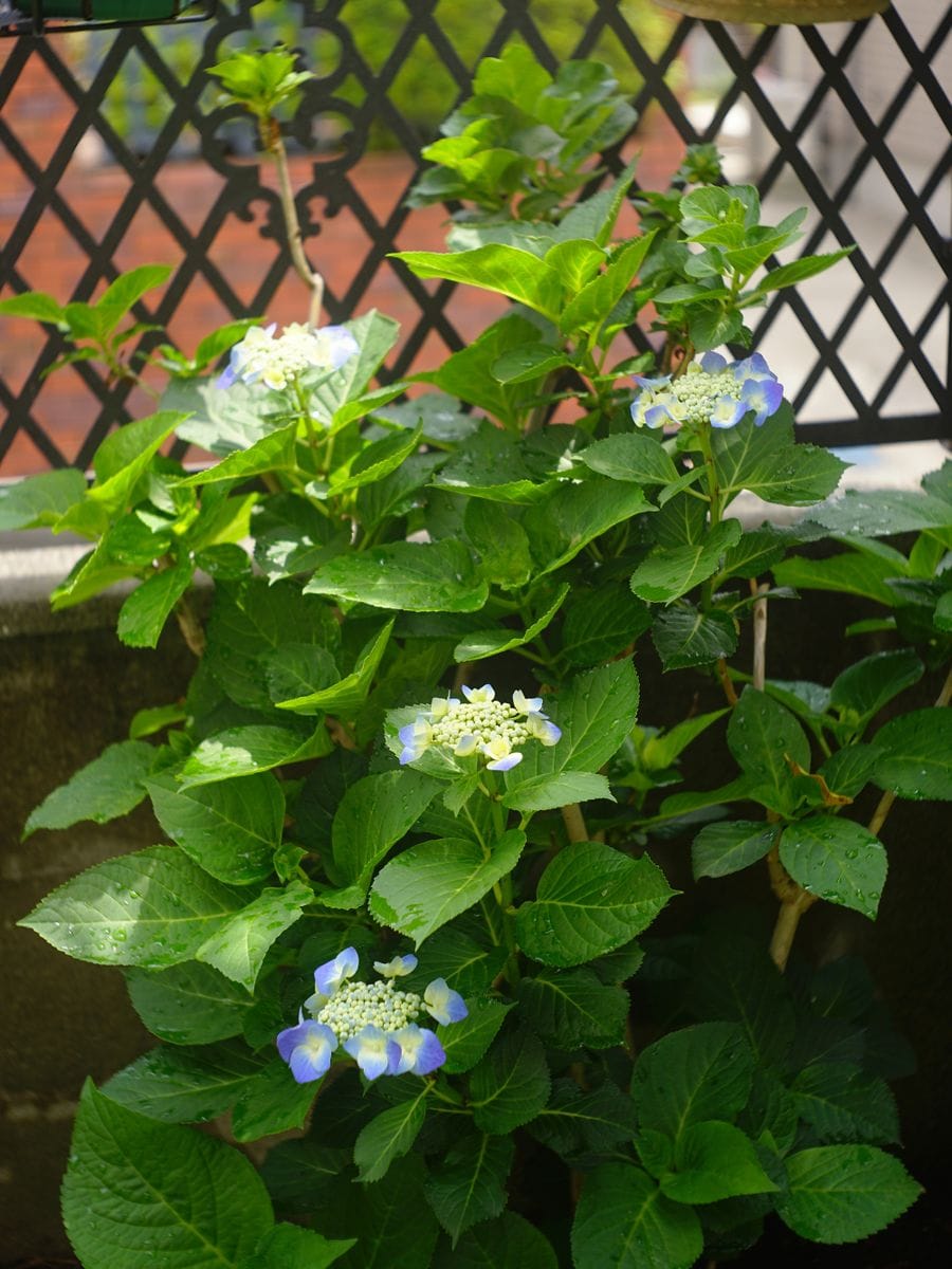 週末の紫陽花