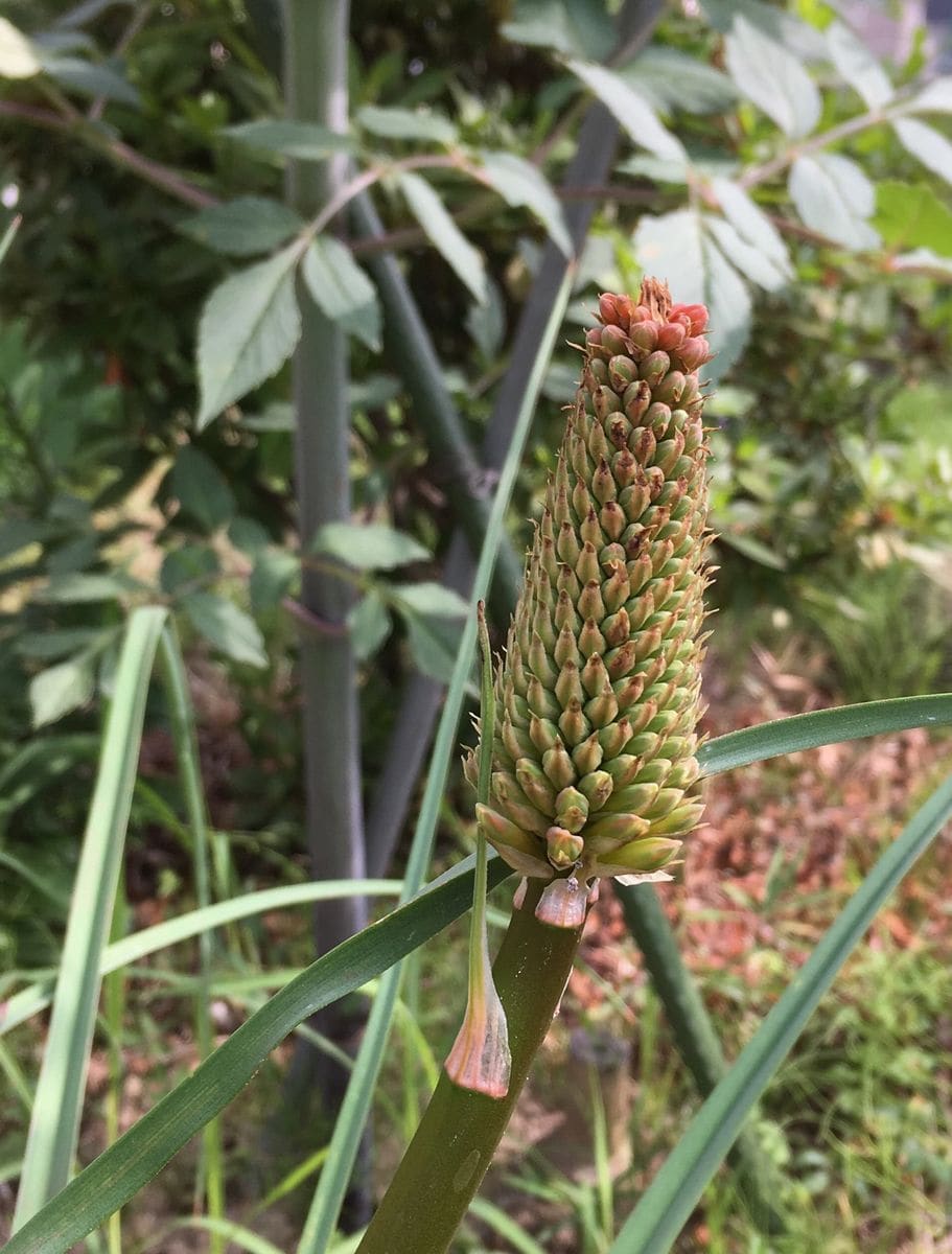 グミを食べるのは（虫の話あり）