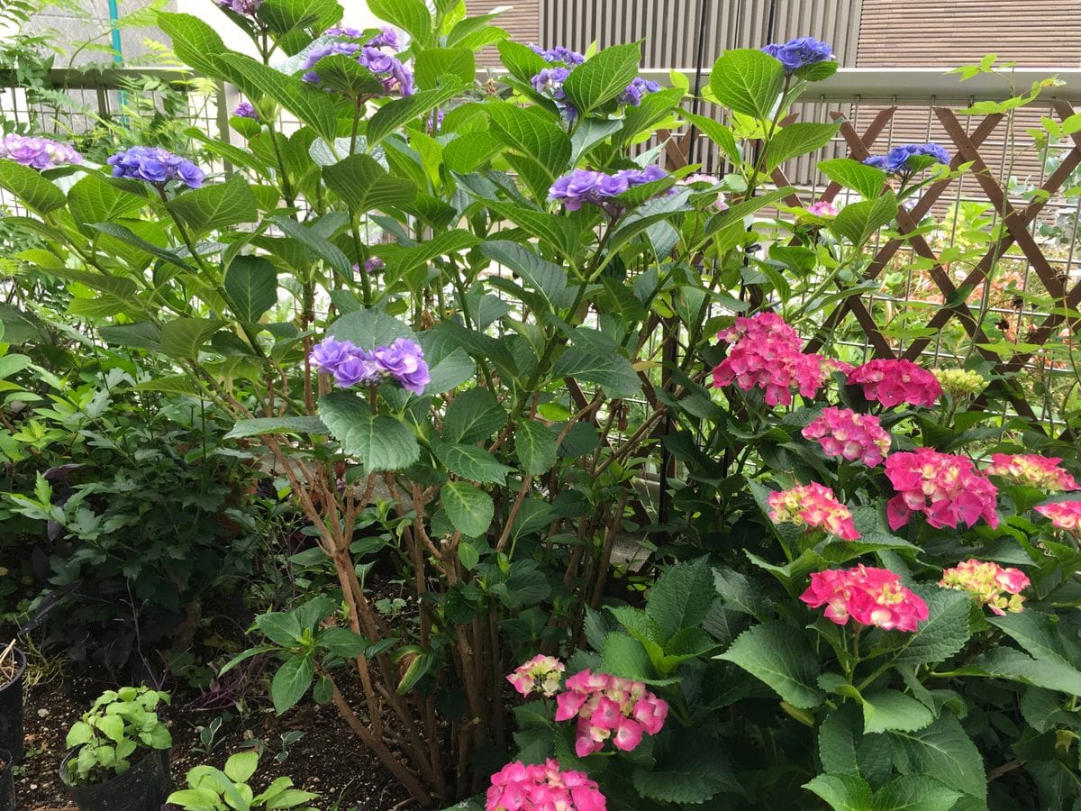 梅雨ですが、秋桜咲いて来ました