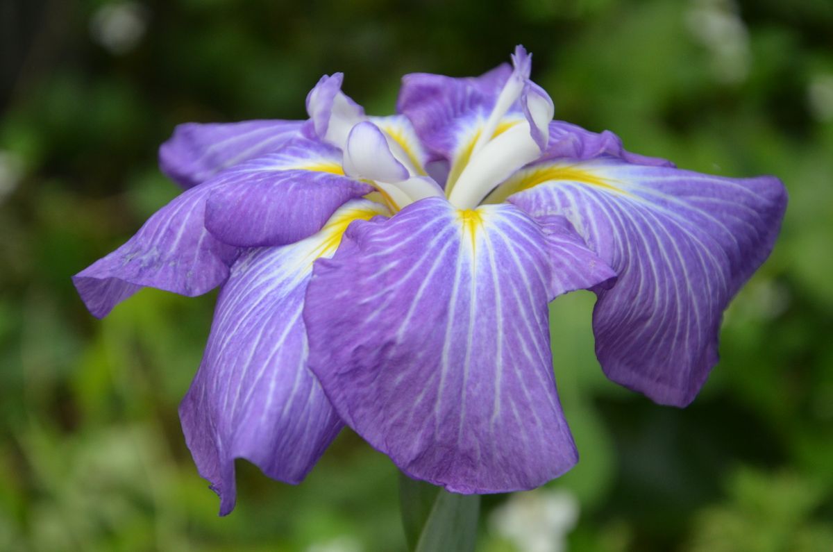 花菖蒲、薔薇、チェリーセージ