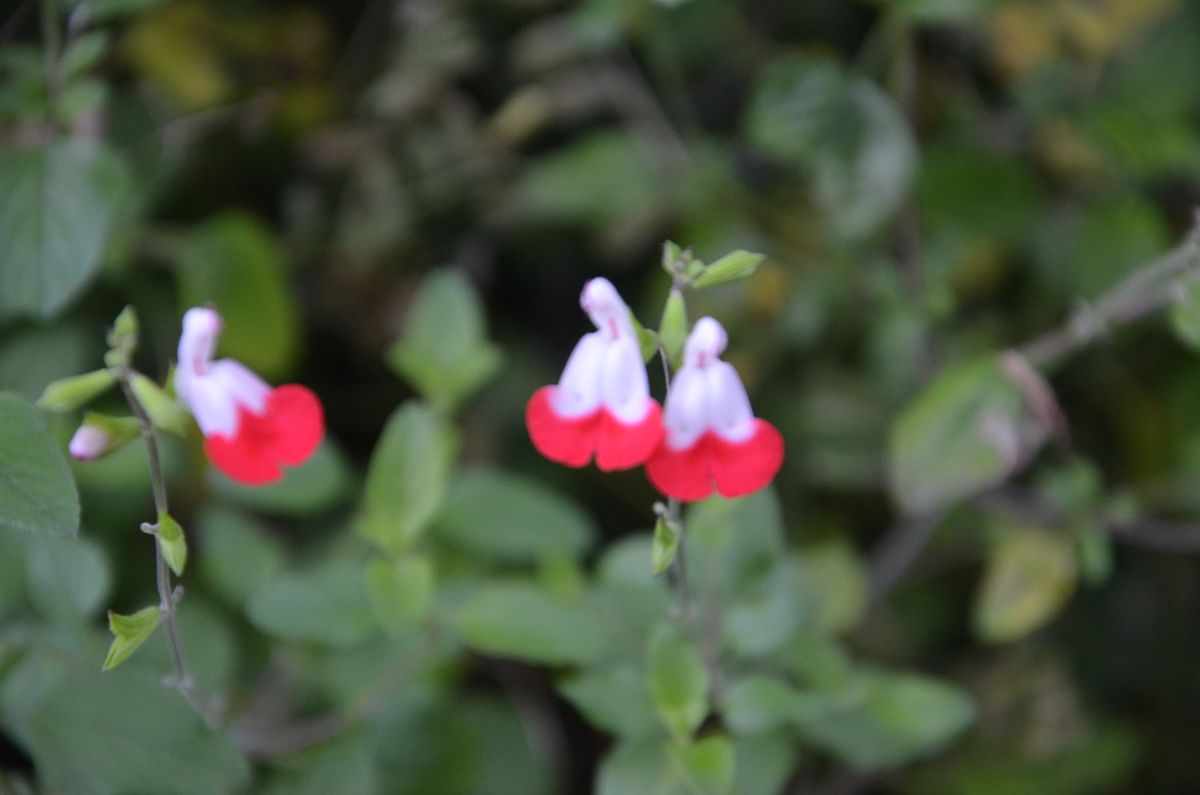 花菖蒲、薔薇、チェリーセージ