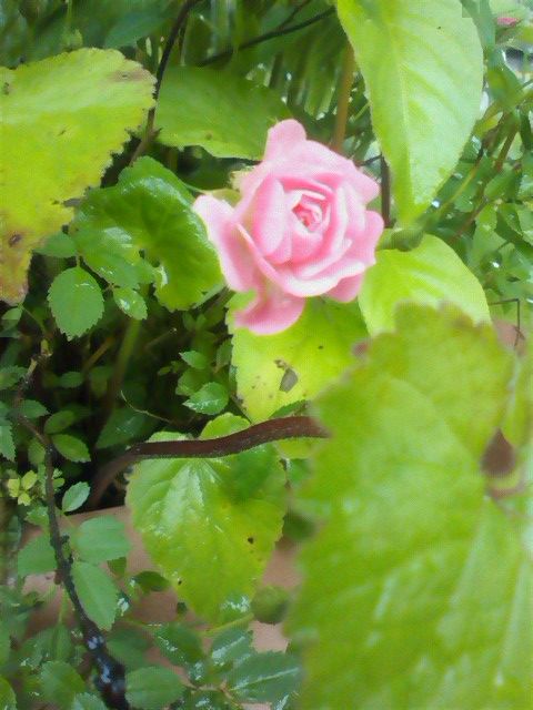 雨だけど　今日の花　②