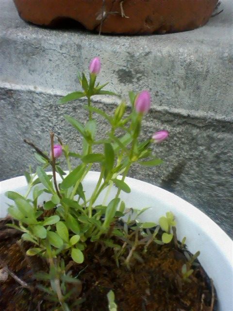 雨だけど　今日の花　②