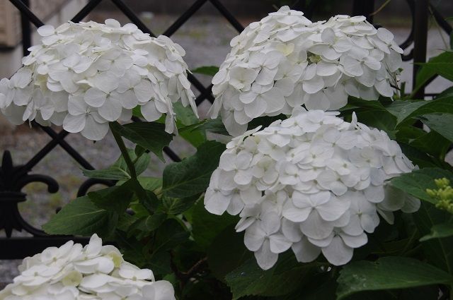 梅雨の花