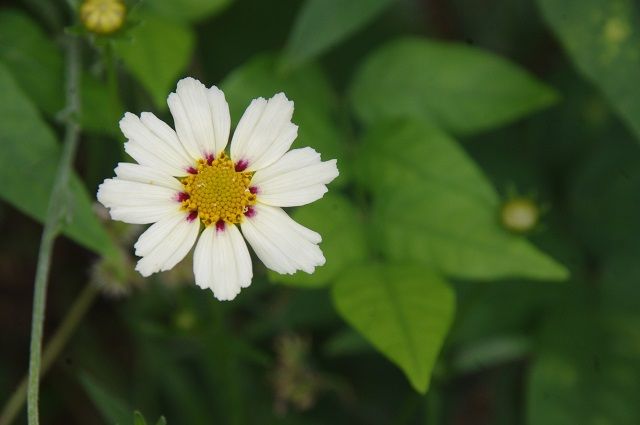 梅雨の花