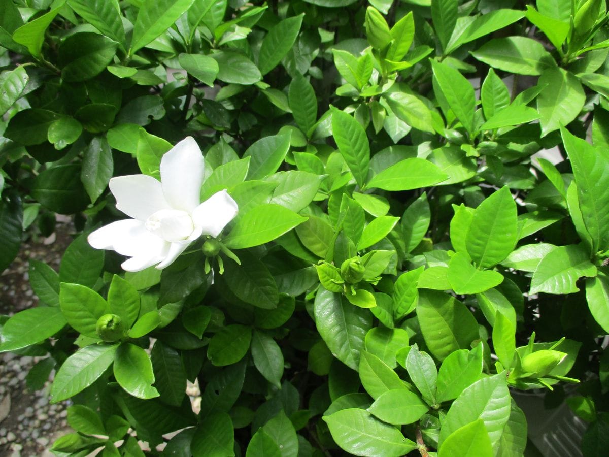 ６月の花達、山野草