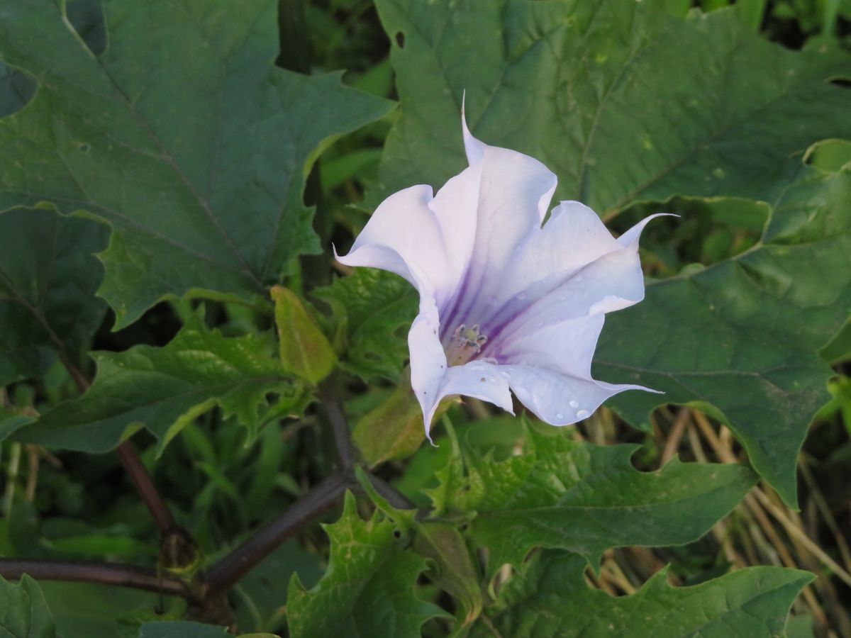 田植え終了