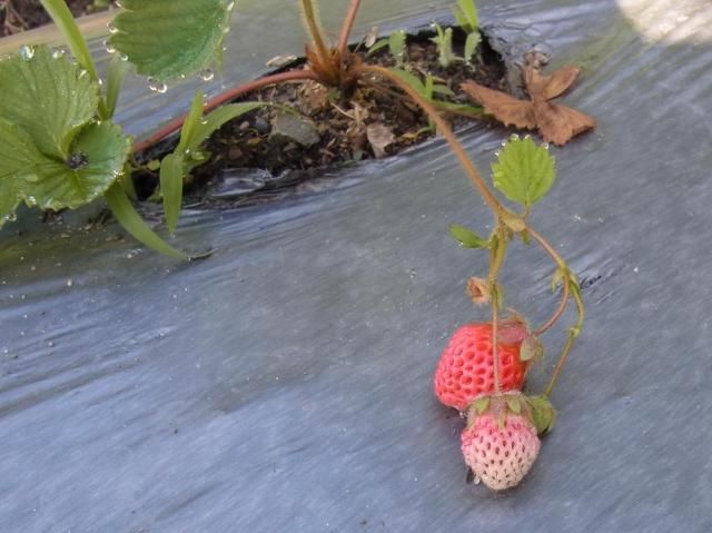 ﾋﾟﾝｸ苺と野菜苗！