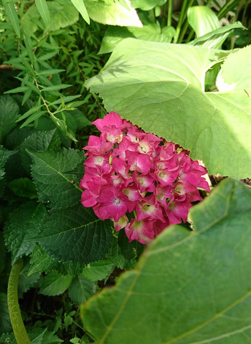 紫陽花の花♪