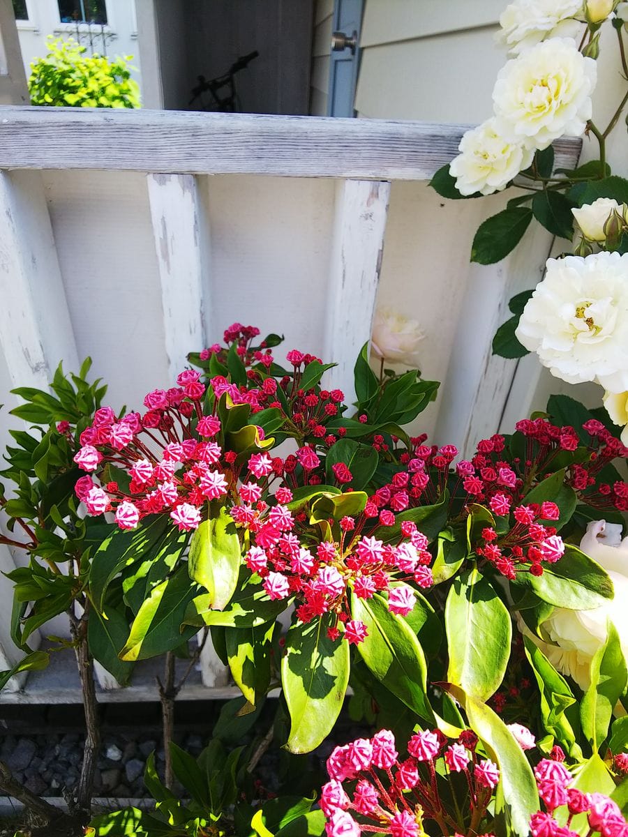 花友さんのお庭の花💠