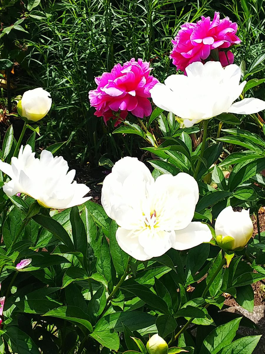 聖ヨハネ教会のお庭の芍薬