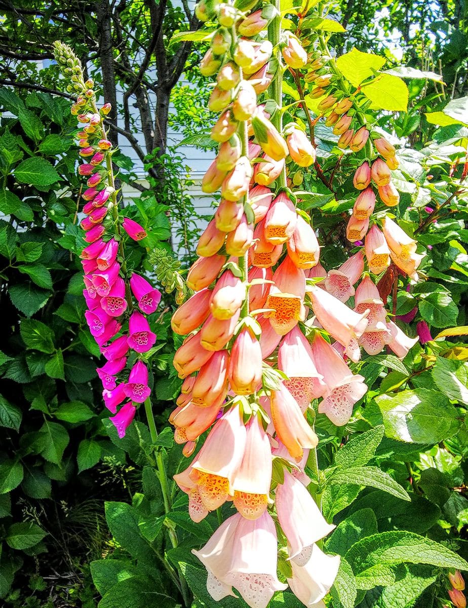 聖ヨハネ教会のお庭の🌹バラ