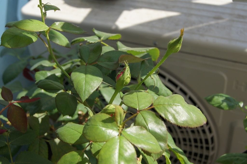 バラの開花準備