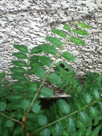 山椒の葉に蝶の幼虫