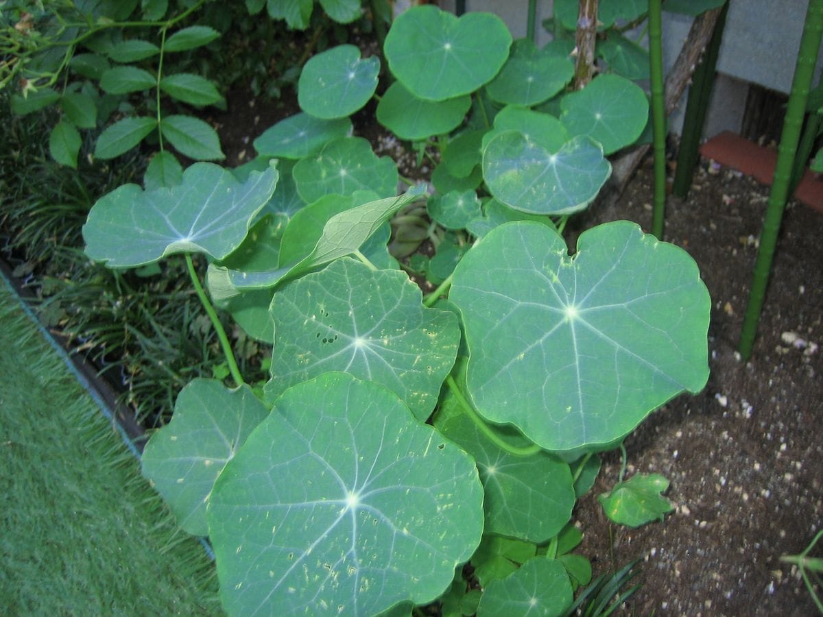 わが家のナスタチウムの栽培の様子