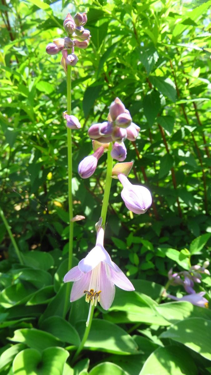 擬宝珠🌸安曇野🌸ストケシア