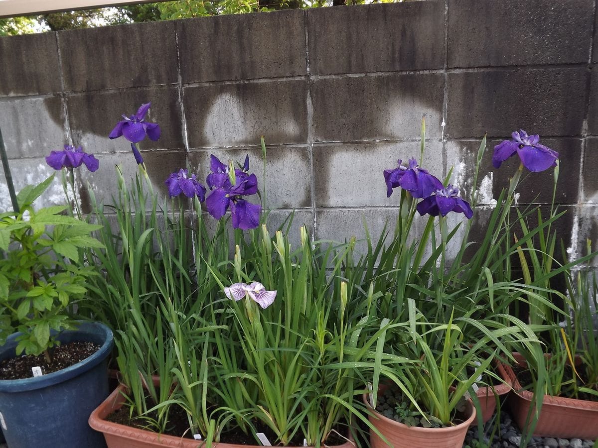 雨後のお花♪