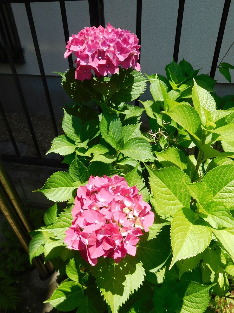 実家の庭の草刈り・剪定