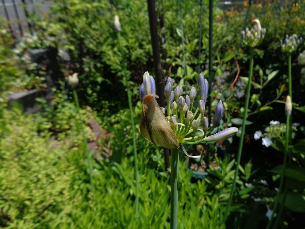 梅雨時の花