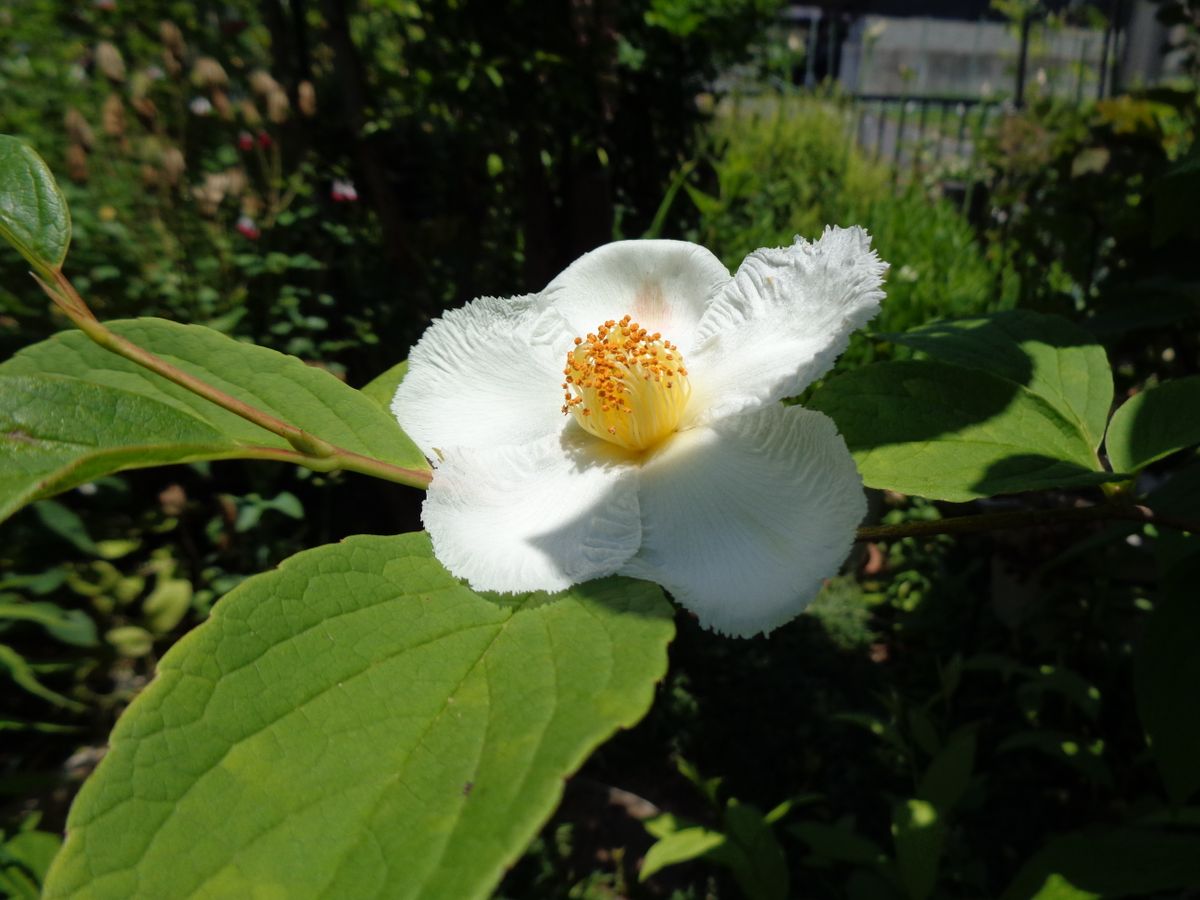 梅雨時の花