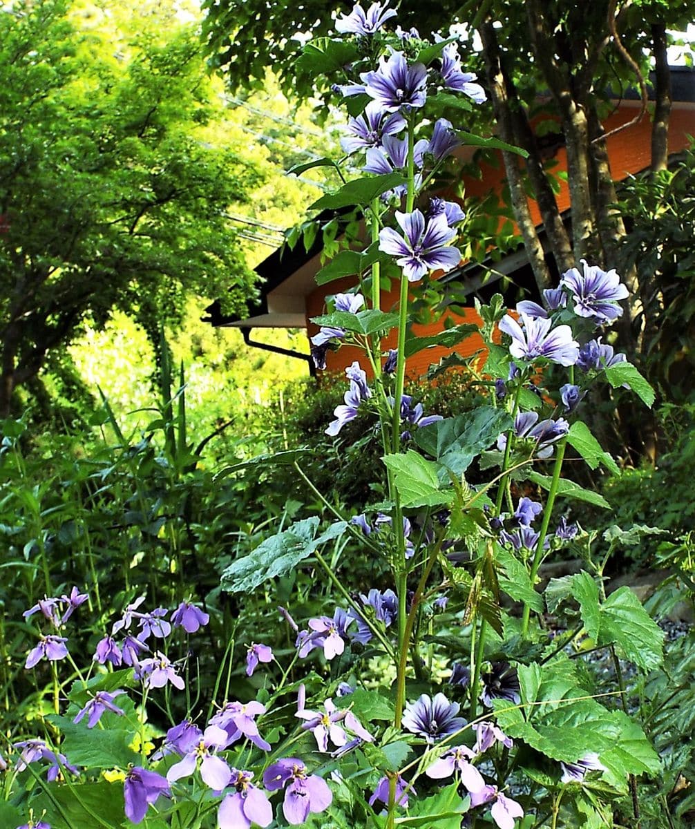 久しぶりのお天気