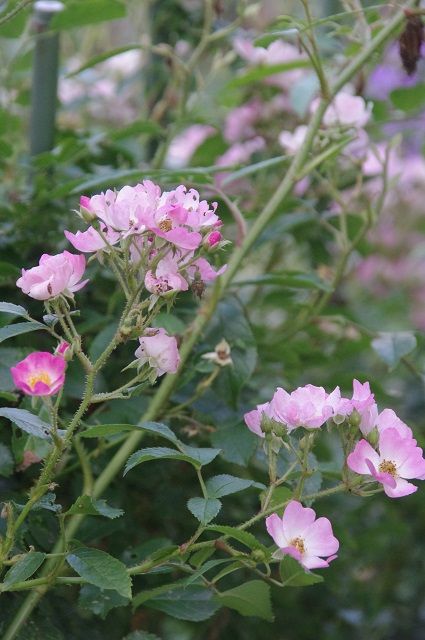 薔薇バラばら