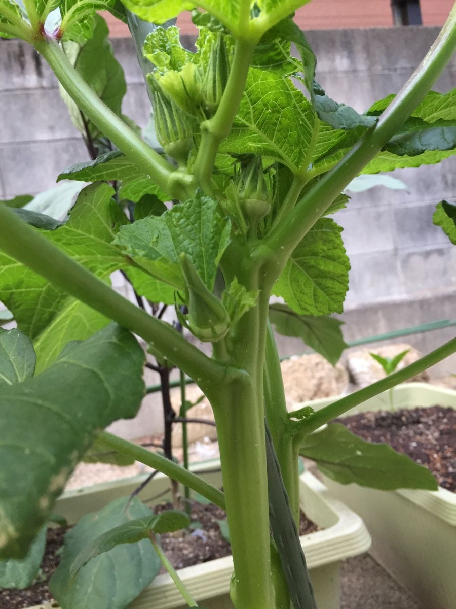 野菜たちです！