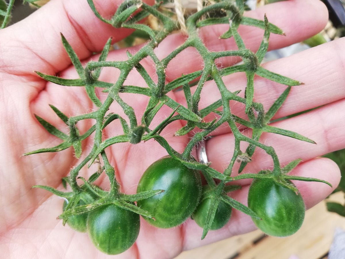 ミニトマト(ショコラ色)🍅の収穫