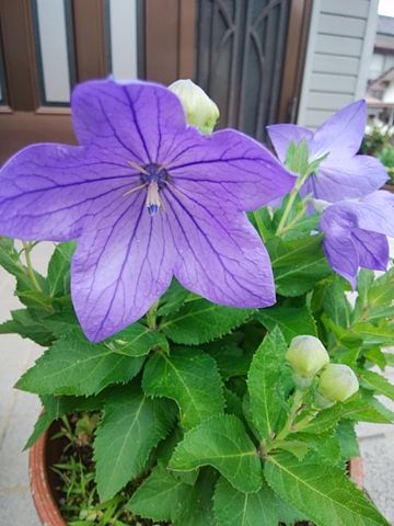 初夏、紫の花3種